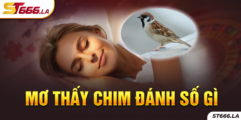 ST666_Mơ Thấy Chim Đánh Số Gì Giúp Anh Em Đổi Đời