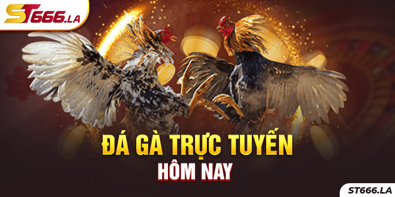 ST666_Đá Gà Trực Tuyến Hôm Nay Cập Nhật Mới Nhất Cho Bet Thủ