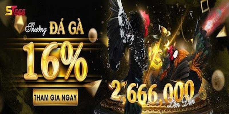 ST666_Gà Chọi Mỹ Hay, Nổi Tiếng Được Nhiều Người Yêu Thích