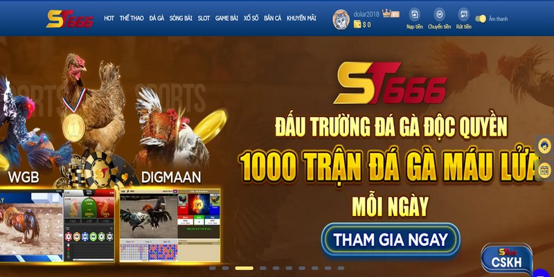 ST666_Xem Đá Gà Trực Tiếp Online Dễ Dàng, Hình Ảnh Sắc Nét