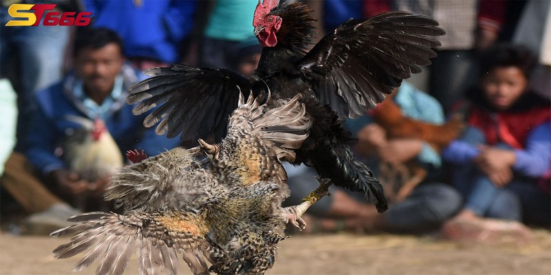 Đặt tiền cho gà chọi Lào mạnh nhất