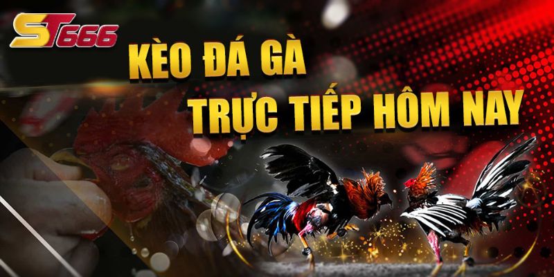 ST666_Thoả Thích Cá Cược Với Đá Gà Trực Tuyến Trên Mạng